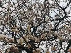 湯島天満宮の自然