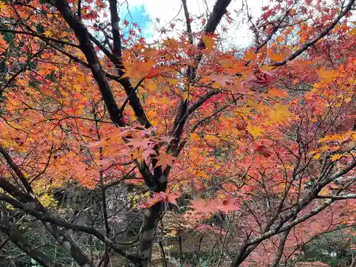 大洞院(静岡県)