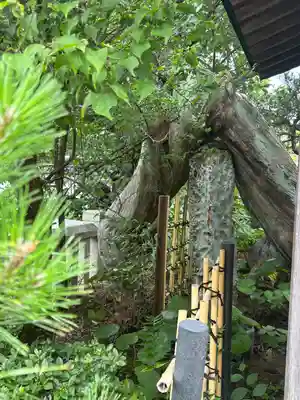 素盞嗚神社(兵庫県)