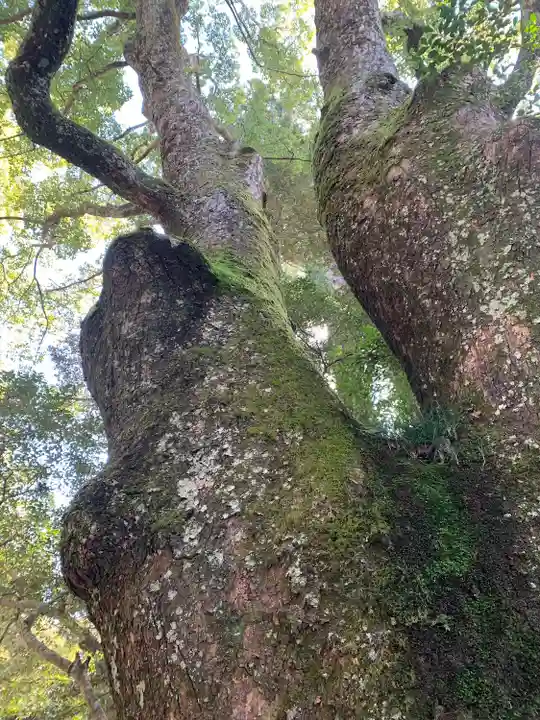 伊勢神宮内宮(皇大神宮)の自然