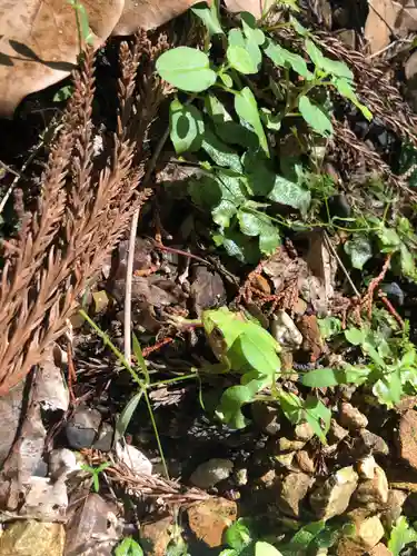 日吉大社の動物