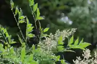 隠津島神社の自然