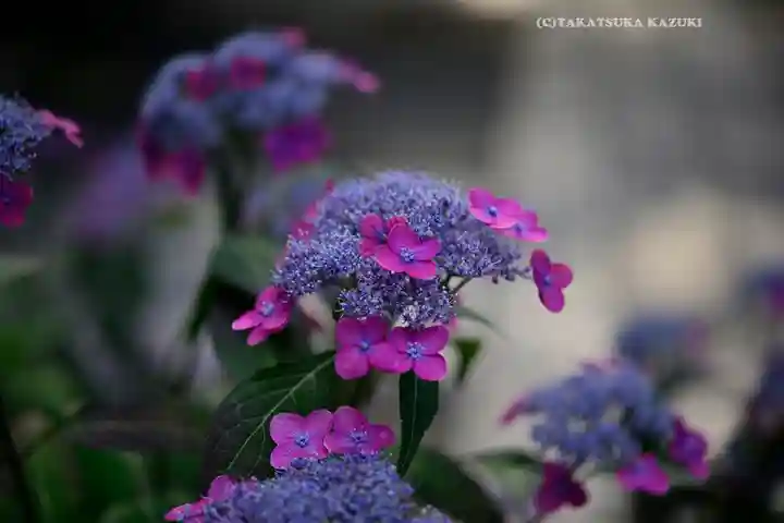 高幡不動尊 金剛寺(東京都)