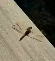 蚊里田八幡宮(長野県)