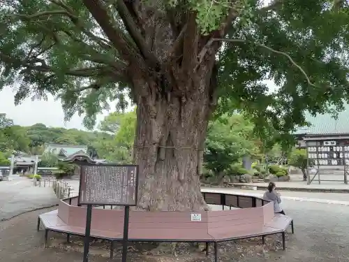 時宗総本山 遊行寺（正式：清浄光寺）(神奈川県)