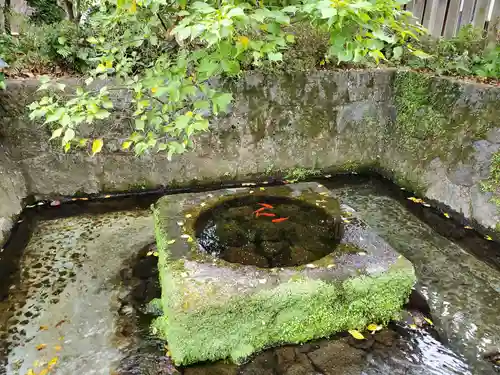 三嶋大社の手水