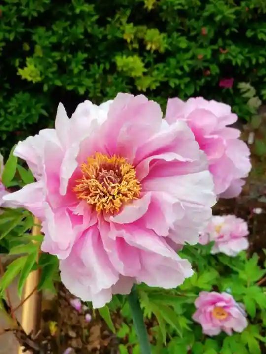 禅定院(東京都)