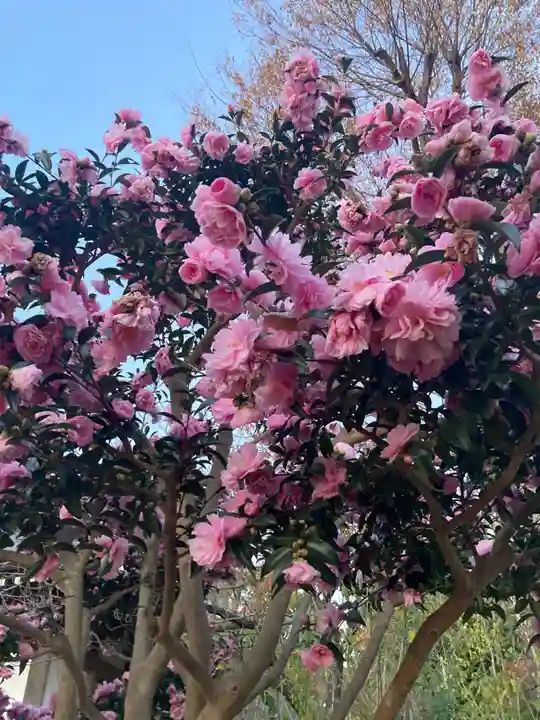 時宗総本山 遊行寺(正式:清浄光寺)(神奈川県)