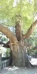 穂高神社本宮の自然