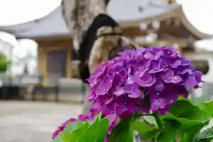 福王山 慈眼寺の自然(2025年06月08日(日) 10時29分41秒投稿)