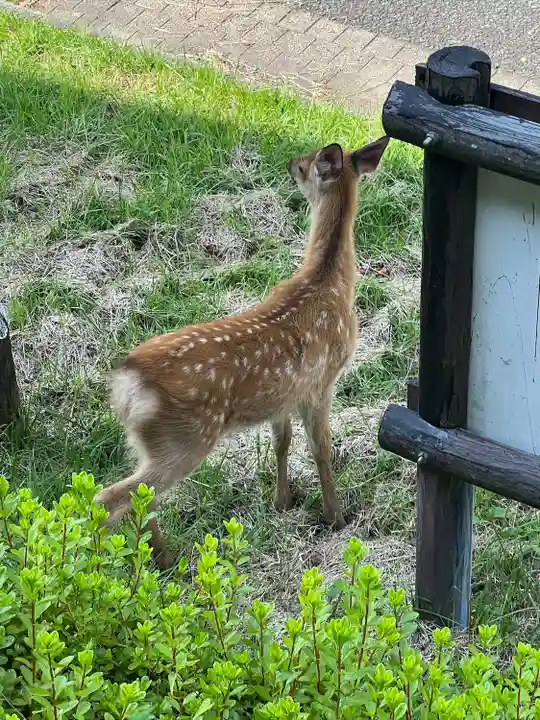 三峯神社奥宮(埼玉県)