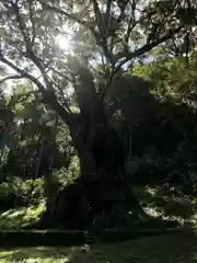 武雄神社の自然