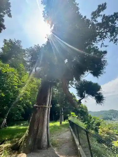 有子山稲荷神社(兵庫県)