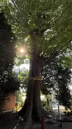 八坂神社(神奈川県)