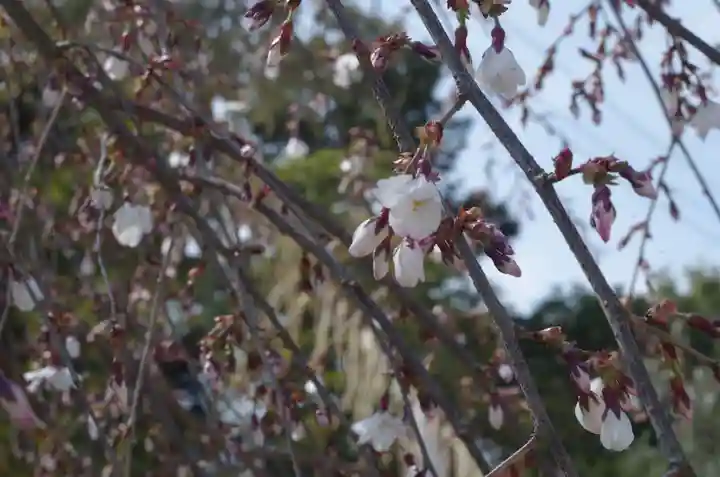 敷地神社(わら天神宮)(京都府)
