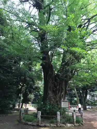 赤坂氷川神社の自然