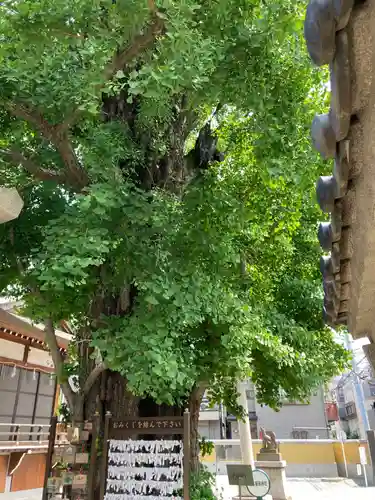 飛木稲荷神社の自然