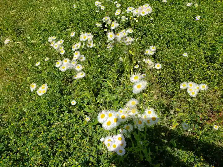 徳市神明社の自然
