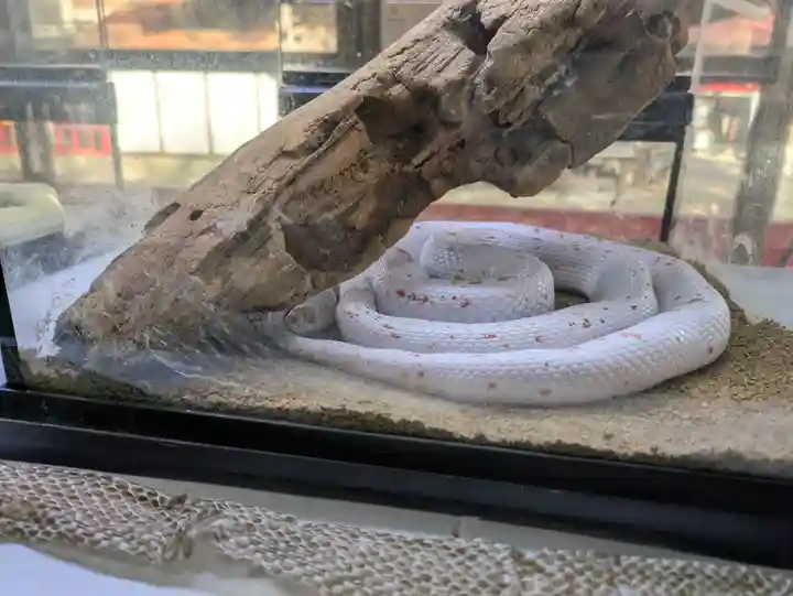 坪沼八幡神社の動物