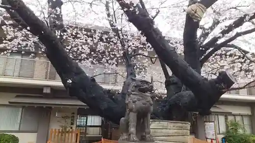 旗岡八幡神社の狛犬