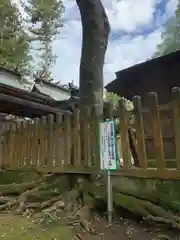 鹿嶋八幡神社の自然