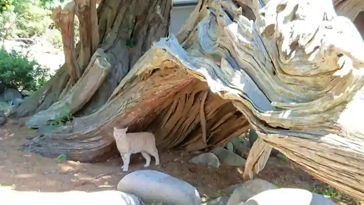 大瀬神社の自然