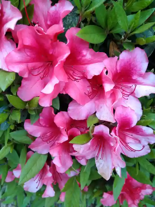 木華佐久耶比咩神社の自然