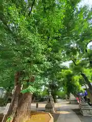 鳩森八幡神社(東京都)