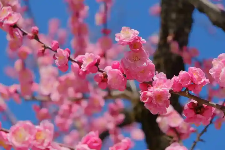 北野天満宮の自然