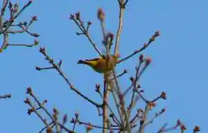 留辺蘂神社の動物(2024年04月20日(土) 10時00分11秒投稿)