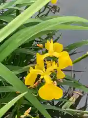 尾上神社の自然