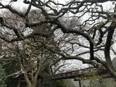 瑞泉寺の{uncategorized: "未分類", other: "その他", undefined: "問題あり", building: "その他建物", grave: "お墓", sacred_gate: "鳥居", guardian: "狛犬", statue: "像", buddha: "仏像", history: "歴史", nature: "自然", garden: "庭園", animal: "動物", pagoda: "塔", temizu: "手水舎", mountain_gate: "山門・神門", sanctuary: "本殿・本堂", subordinate: "末社・摂社", art: "芸術", scenery: "景色", jizo: "地蔵", ema: "絵馬", goshuin: "御朱印", omikuji: "おみくじ", items: "授与品その他", amulet: "お守り", goshuincho: "御朱印帳", eats: "食事", festival: "お祭り", votive_dance: "神楽", shichigosan: "七五三参", wedding: "結婚式", experience: "体験その他", initially: "初詣", around: "周辺", anti_infection: "感染症対策"}
