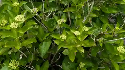 大松禅寺(京都府)