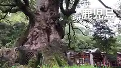 蒲生八幡神社の自然