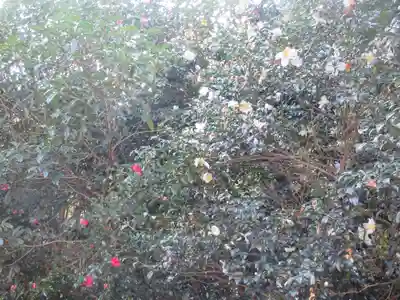 安國論寺（安国論寺）の自然