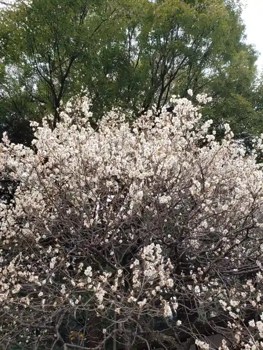乃木神社の自然