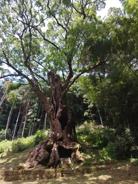 武雄神社の自然
