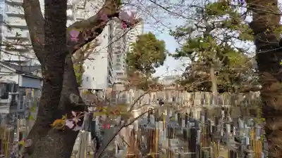 妙建山本立寺の自然