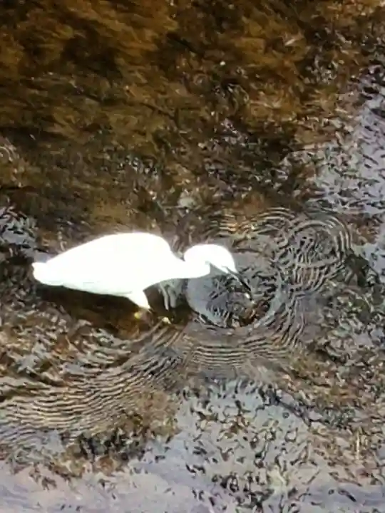 下高井戸八幡神社(東京都)