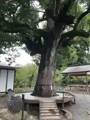 平野神社の自然