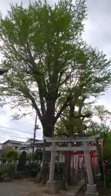 半田稲荷神社の鳥居