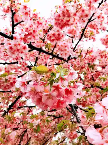 北野神社の自然