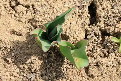 大鏑神社の庭園