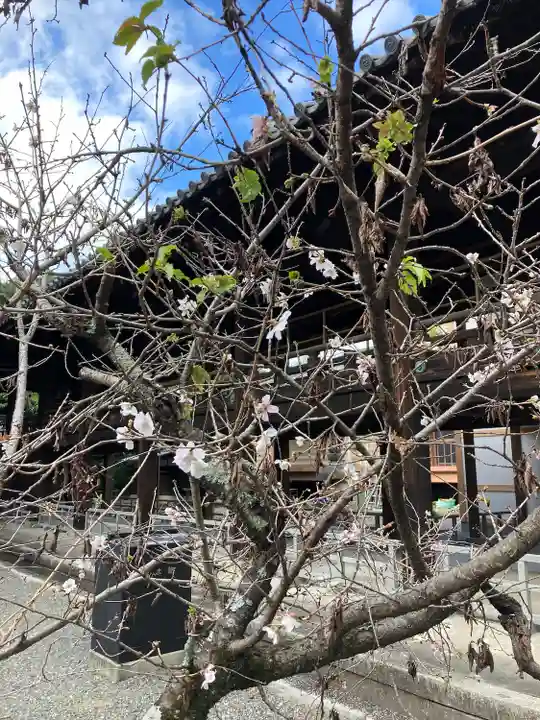 知恩院(京都府)