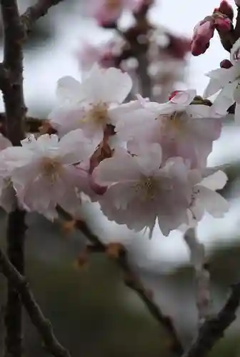 妙蓮寺(京都府)