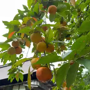 国上寺(新潟県)(2025年10月05日(日) 15時10分47秒投稿)