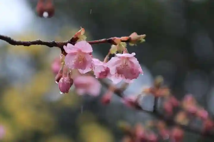 開成山大神宮の自然