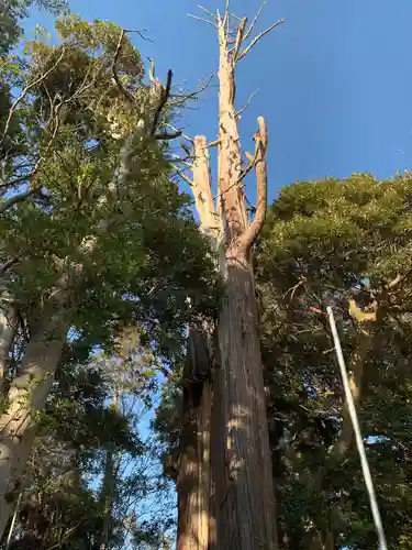浅間神社の自然