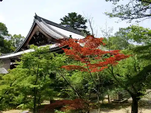 光明寺（粟生光明寺）の自然