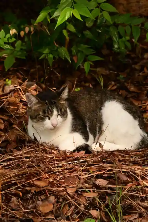 琴彈八幡宮(香川県)